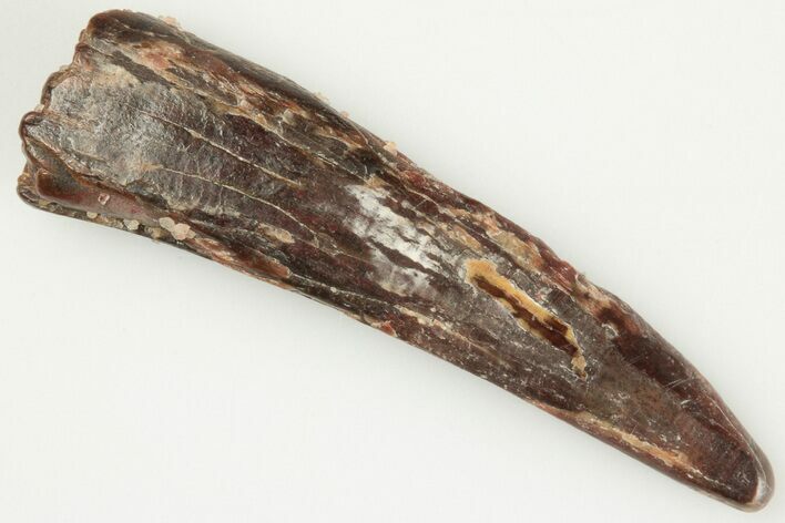 1.3" Fossil Pterosaur (Siroccopteryx) Tooth - Morocco